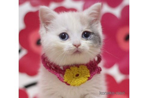 成約済の東京都のスコティッシュフォールド-72708の3枚目